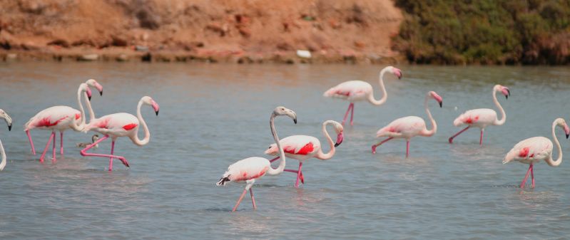 bird-beak-fauna-birds-flamingo-flemish-vertebrate-flamenco-water-bird-salinas-san-pedro-pinatar-pink-birds-598272.jpg